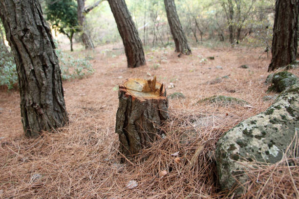 How Our Tree Care Process Works  in  Monroe Manor, NJ