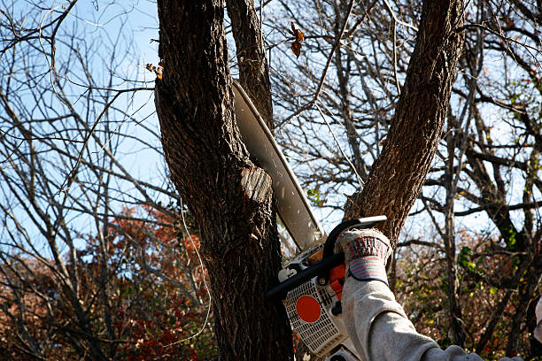 Best Tree Mulching  in Monroe Manor, NJ